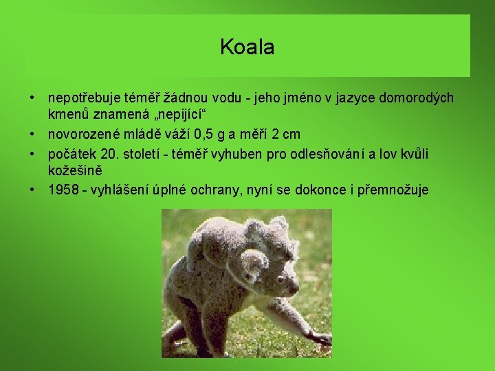 Koala • nepotřebuje téměř žádnou vodu - jeho jméno v jazyce domorodých kmenů znamená