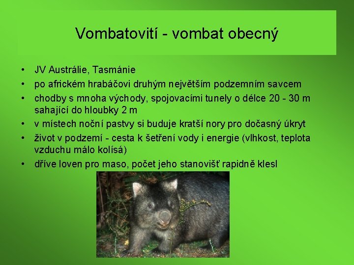 Vombatovití - vombat obecný • JV Austrálie, Tasmánie • po africkém hrabáčovi druhým největším