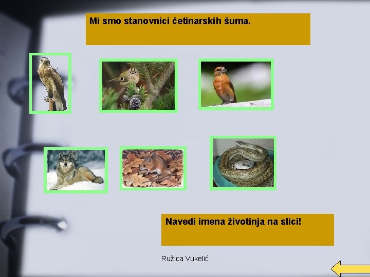 Mi smo stanovnici četinarskih šuma. Navedi imena životinja na slici! Ružica Vukelić 