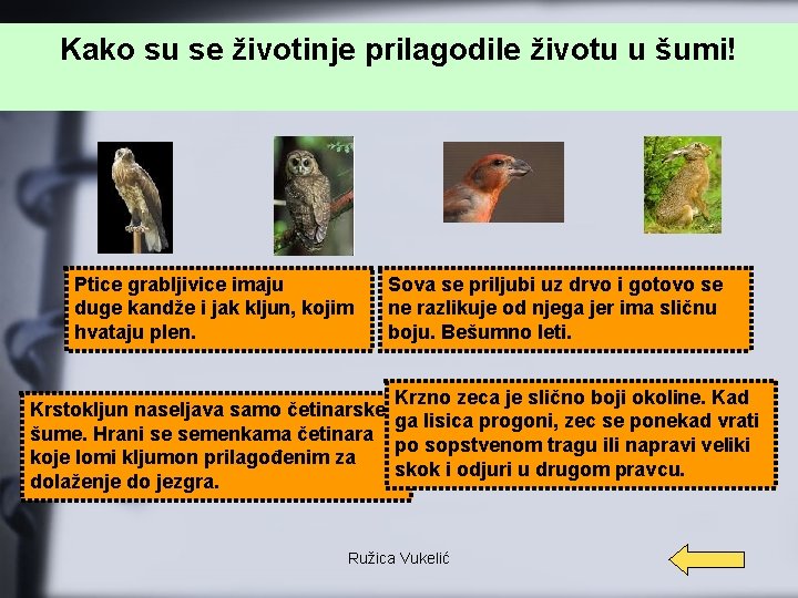 Kako su se životinje prilagodile životu u šumi! Ptice grabljivice imaju duge kandže i