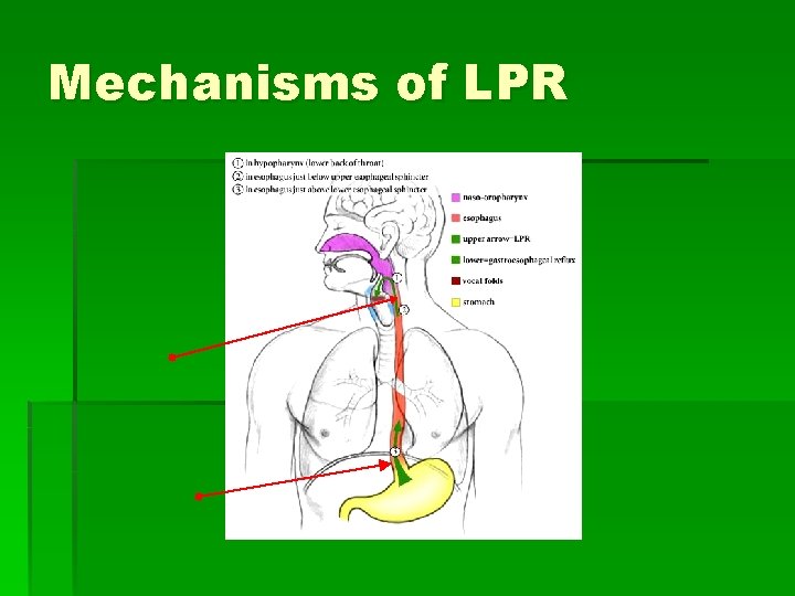 Mechanisms of LPR 