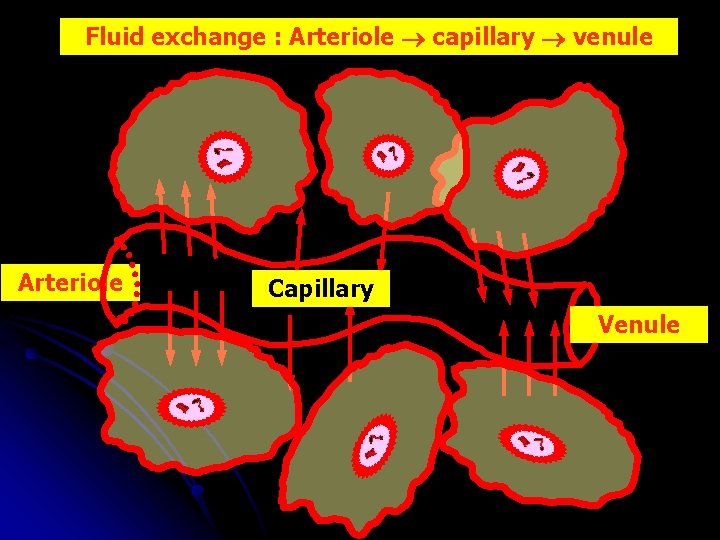 Fluid exchange : Arteriole capillary venule Arteriole Capillary Venule 