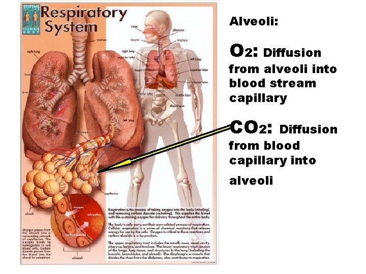 Alveoli: O 2: Diffusion from alveoli into blood stream capillary CO 2: Diffusion from