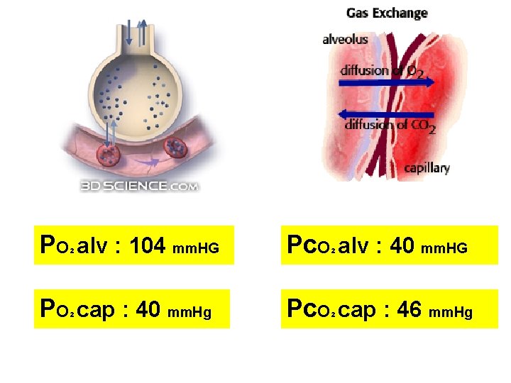 PO alv : 104 mm. HG Pc. O alv : 40 mm. HG PO