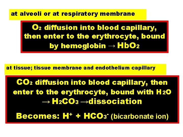 at alveoli or at respiratory membrane O 2 diffusion into blood capillary, then enter