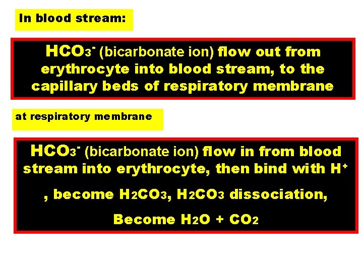 In blood stream: HCO 3 - (bicarbonate ion) flow out from erythrocyte into blood