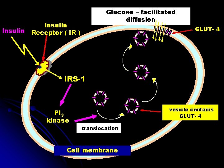 Insulin Glucose – facilitated diffusion Insulin Receptor ( IR ) GLUT- 4 IRS-1 vesicle