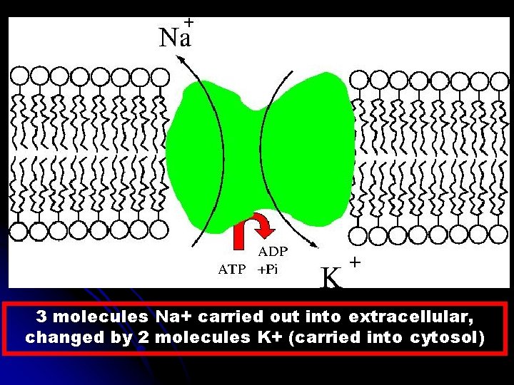 3 molecules Na+ carried out into extracellular, changed by 2 molecules K+ (carried into