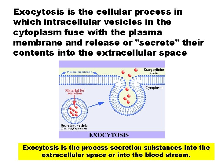 Exocytosis is the cellular process in which intracellular vesicles in the cytoplasm fuse with