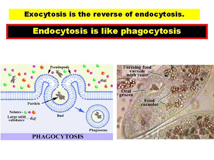 Exocytosis is the reverse of endocytosis. Endocytosis is like phagocytosis 