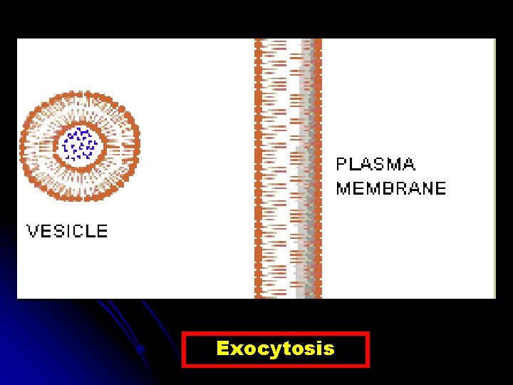 Exocytosis 