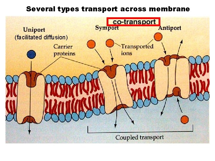 Several types transport across membrane (facilitated diffusion) 