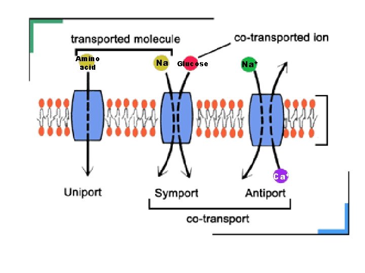 Amino acid Na+ Glucose Na+ Ca++ 