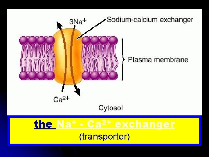 the Na+ - Ca 2+ exchanger (transporter) 