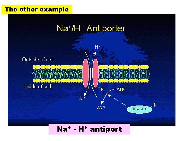 The other example Na+ - H+ antiport 