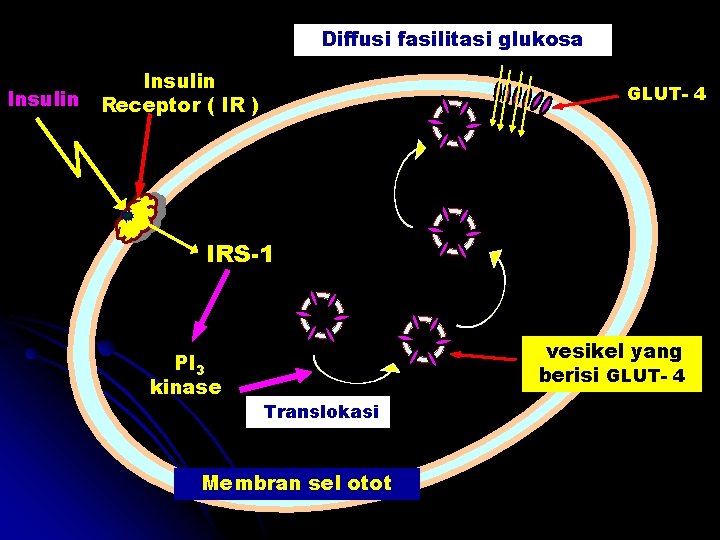 Diffusi fasilitasi glukosa Insulin Receptor ( IR ) GLUT- 4 IRS-1 PI 3 kinase
