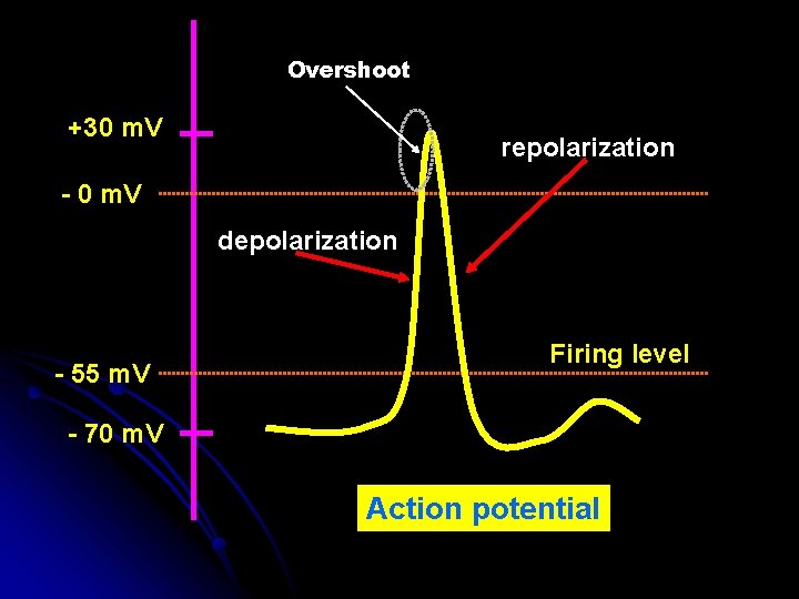Overshoot +30 m. V repolarization - 0 m. V depolarization - 55 m. V