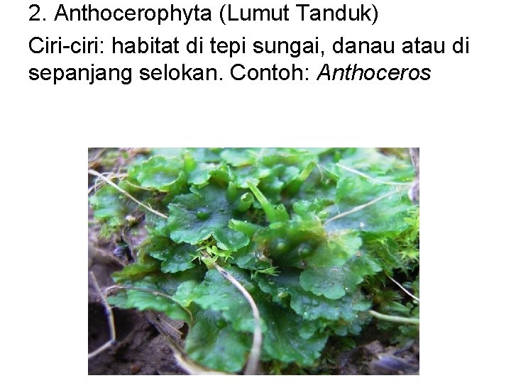 2. Anthocerophyta (Lumut Tanduk) Ciri-ciri: habitat di tepi sungai, danau atau di sepanjang selokan.