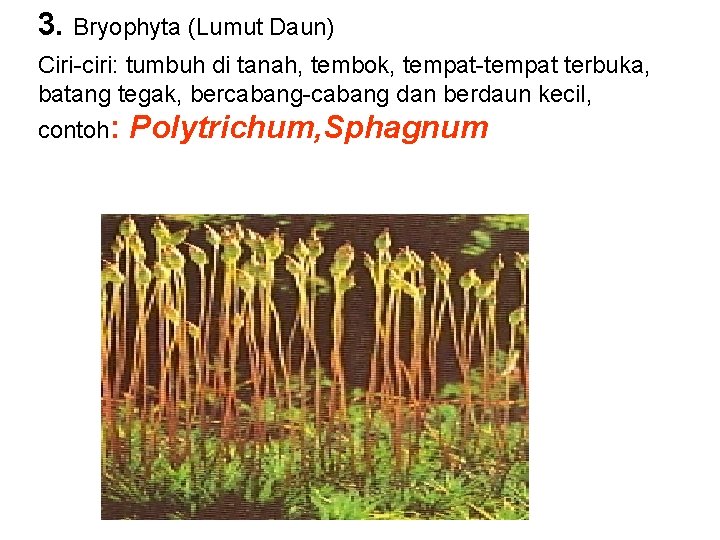 3. Bryophyta (Lumut Daun) Ciri-ciri: tumbuh di tanah, tembok, tempat-tempat terbuka, batang tegak, bercabang-cabang