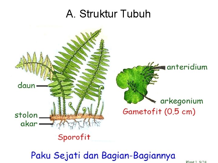 A. Struktur Tubuh 