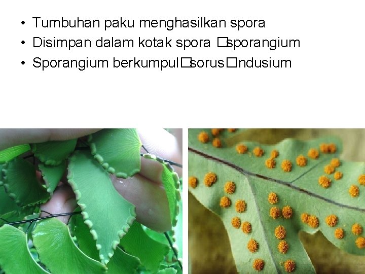  • Tumbuhan paku menghasilkan spora • Disimpan dalam kotak spora �sporangium • Sporangium