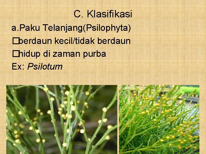 C. Klasifikasi a. Paku Telanjang(Psilophyta) �berdaun kecil/tidak berdaun �hidup di zaman purba Ex: Psilotum