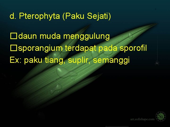 d. Pterophyta (Paku Sejati) �daun muda menggulung �sporangium terdapat pada sporofil Ex: paku tiang,