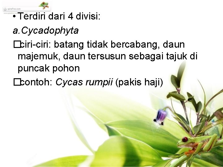  • Terdiri dari 4 divisi: a. Cycadophyta �ciri-ciri: batang tidak bercabang, daun majemuk,