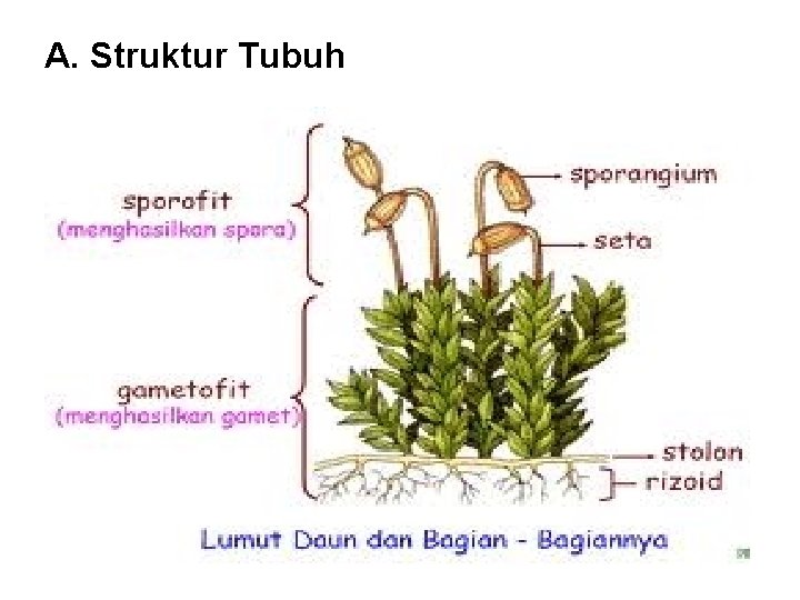 A. Struktur Tubuh 