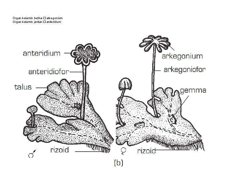 Organ kelamin betina �arkegonium Organ kelamin jantan �anteridium 
