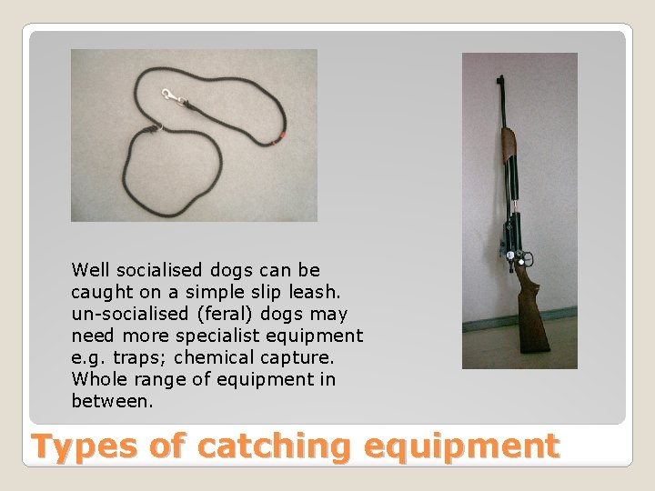 Well socialised dogs can be caught on a simple slip leash. un-socialised (feral) dogs
