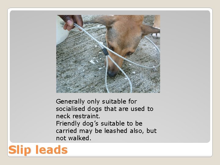 Generally only suitable for socialised dogs that are used to neck restraint. Friendly dog’s