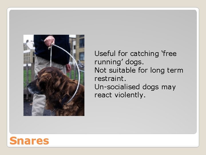 Useful for catching ‘free running’ dogs. Not suitable for long term restraint. Un-socialised dogs
