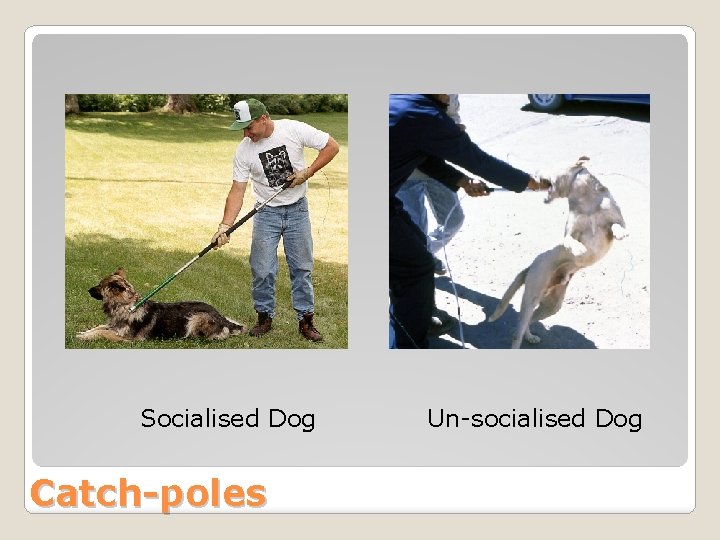 Socialised Dog Catch-poles Un-socialised Dog 