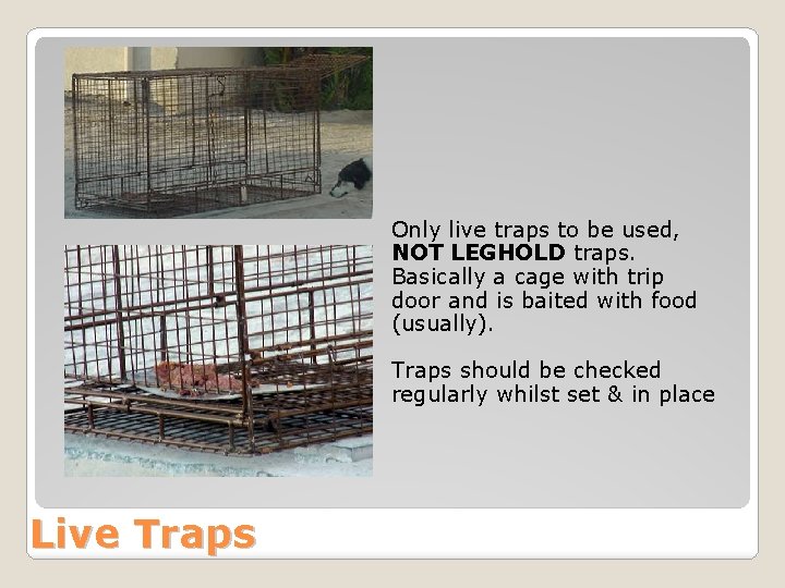 Only live traps to be used, NOT LEGHOLD traps. Basically a cage with trip