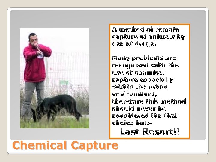 A method of remote capture of animals by use of drugs. Many problems are