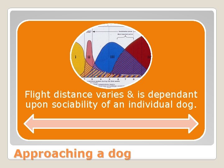 Flight distance varies & is dependant upon sociability of an individual dog. Approaching a