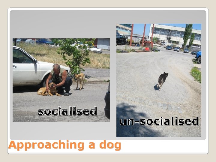 socialised un-socialised Approaching a dog 