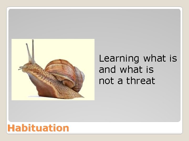 Learning what is and what is not a threat Habituation 