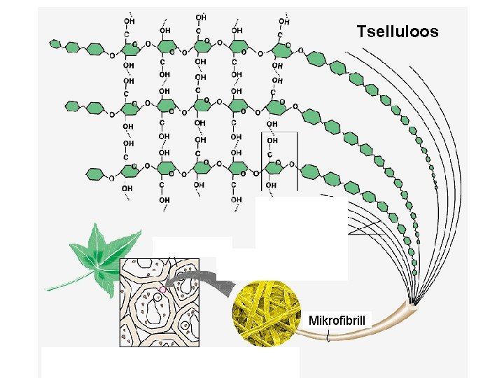 Tselluloos Mikrofibrill 