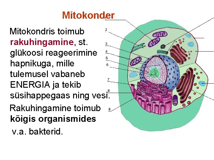 Mitokonder Mitokondris toimub rakuhingamine, st. glükoosi reageerimine hapnikuga, mille tulemusel vabaneb ENERGIA ja tekib