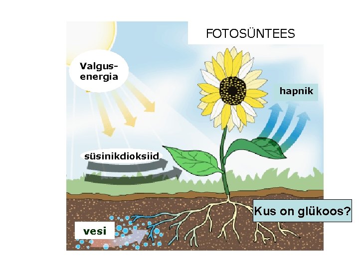 FOTOSÜNTEES Valgusenergia hapnik süsinikdioksiid Kus on glükoos? vesi 