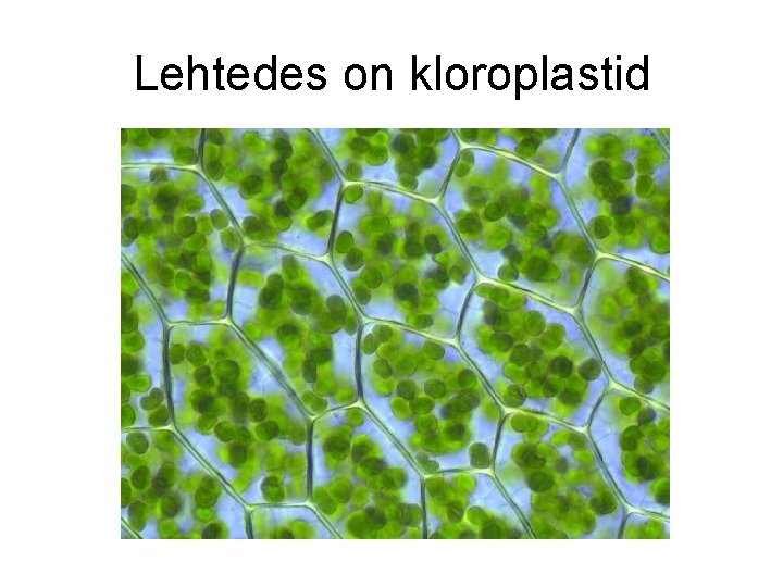 Lehtedes on kloroplastid 