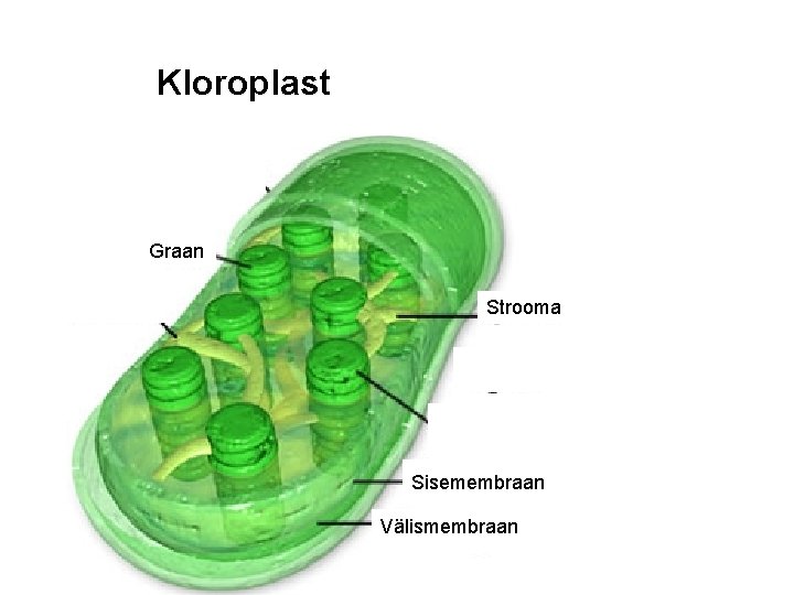 Kloroplast Graan Strooma Sisemembraan Välismembraan 