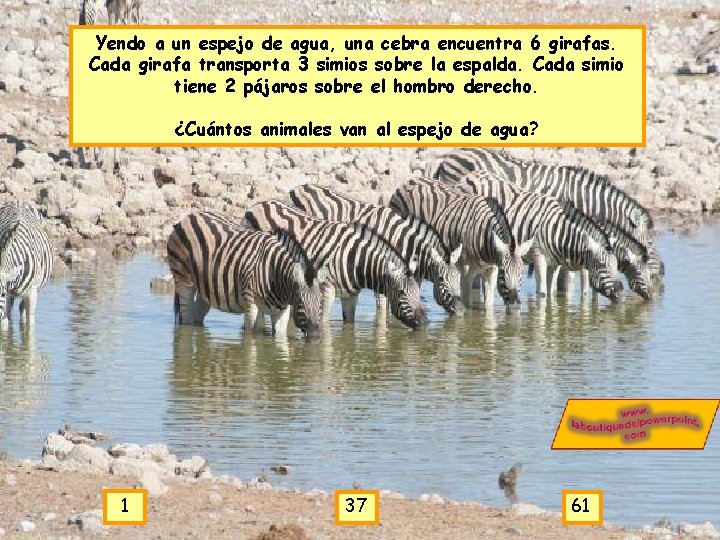 Yendo a un espejo de agua, una cebra encuentra 6 girafas. Cada girafa transporta Yendo a un espejo de agua, una cebra encuentra 6 girafas. Cada girafa transporta