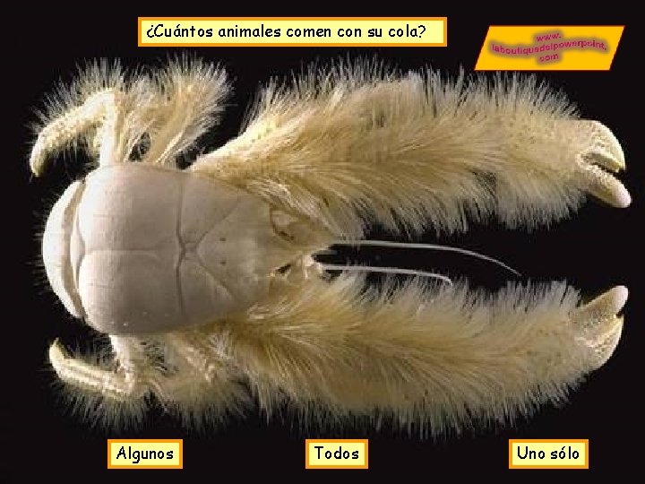 ¿Cuántos animales comen con su cola? Algunos Todos Uno sólo ¿Cuántos animales comen con su cola? Algunos Todos Uno sólo