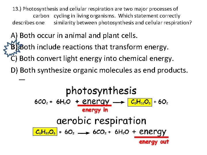 13. ) Photosynthesis and cellular respiration are two major processes of carbon cycling in