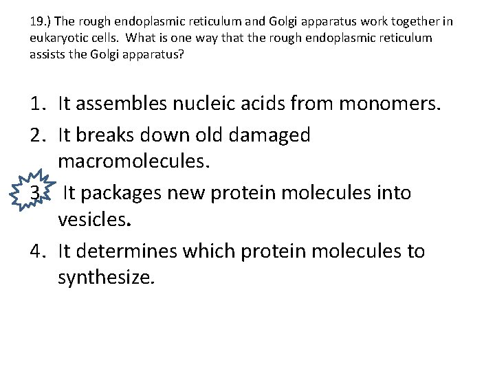 19. ) The rough endoplasmic reticulum and Golgi apparatus work together in eukaryotic cells.