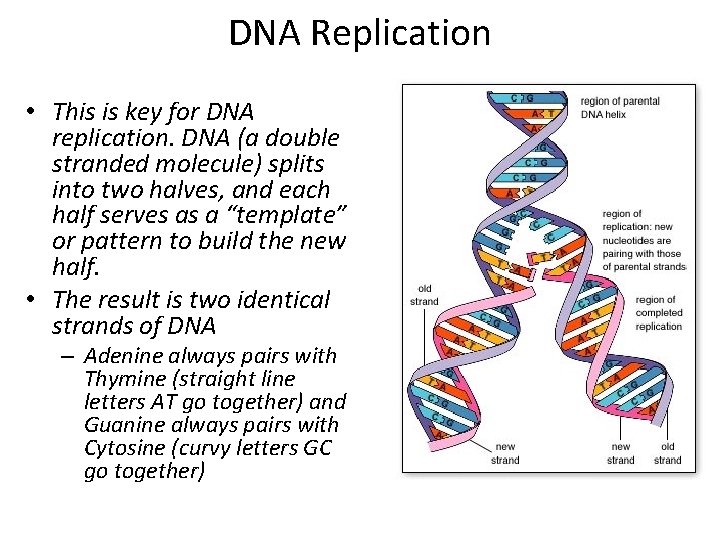 DNA Replication • This is key for DNA replication. DNA (a double stranded molecule)