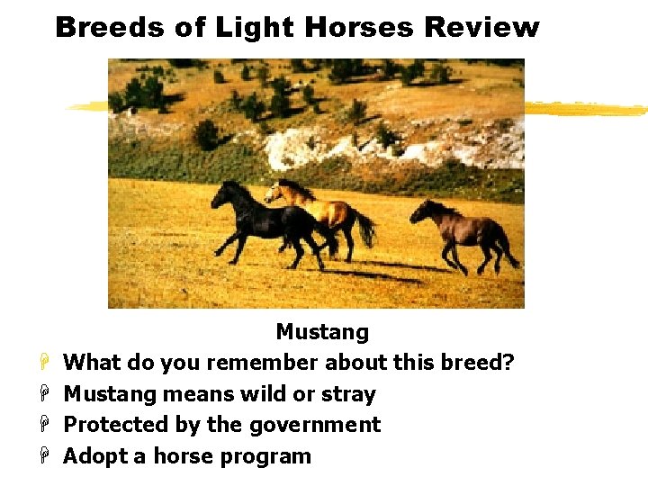 Breeds of Light Horses Review H H Mustang What do you remember about this